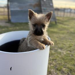 Cupid - Wheaten male Cairn Terrier puppy in Lipan, Texas from Flyin G Cairns
