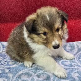 Trixie 3 - White and sable male Shetland Sheepdog puppy in Caldwell, Texas from Candyce Witte