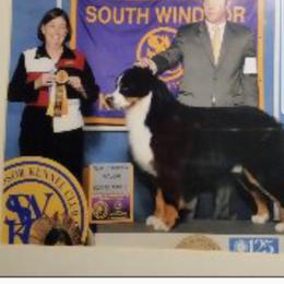 Bernese Mountain Dog All Grown Up from Bellamato