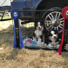 Australian Shepherd Puppies from Storybrooke Australian Shepherds