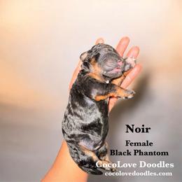 Noir - Phantom female Goldendoodle puppy in Glendale, Arizona from CocoLove Doodles