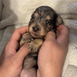 Bruno - Black and cream male Dachshund puppy in Cattaraugus County, New York from H&C’s Dachshunds and Retrievers
