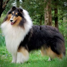 Collies from Duquesne Collies