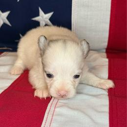 Buzz - Blue parti male Pomeranian puppy in Lexington, Oklahoma from BooneDox Miniature Dachshunds