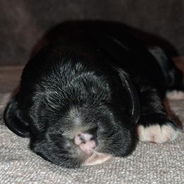 Lupin - Black male Cocker Spaniel puppy in Crossville, Tennessee from Timber Sunrise Cockers
