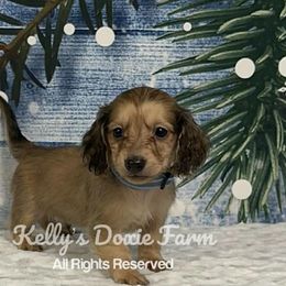 Shaded Cream Male Long Hair Light Blue Collar - Cream male Dachshund puppy in Cleveland, Tennessee from Kelly's Doxie Farm