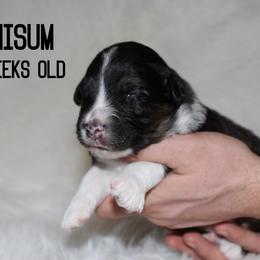 Chisum - Black tri-color male Australian Shepherd puppy in Plain City, Utah from Lost Creek Aussies