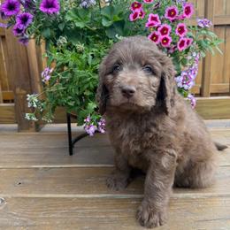 Clover - Brown and white female Saint Berdoodle puppy in Chicago, Illinois from Gentle Giant Saint Berdoodles