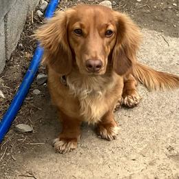 Aslan - Red female Dachshund puppy in Sharon Springs, New York from Show Us The Way Homestead
