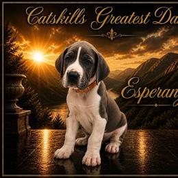 Esperanza - Blue and white female Great Dane puppy in Liberty, New York from Catskills Greatest Danes