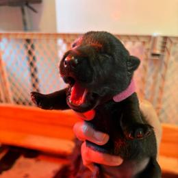 Bella - Black female Scottish Terrier puppy in Stanford, Kentucky from Bluegrass Scottish Terriers
