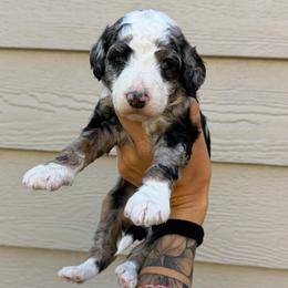 Shania - Blue merle female Bernedoodle puppy in Horseshoe Bend, Idaho from Over the Moon Poodles and Doodles