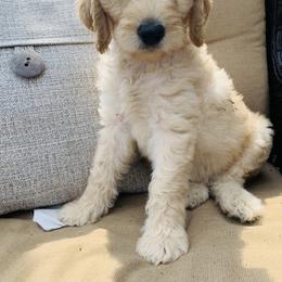 Goldendoodle Puppies from Perry Farm Doodles
