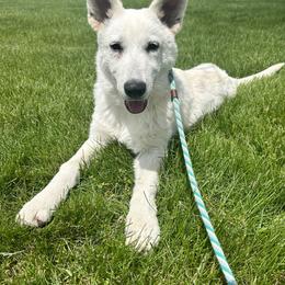 Rio - White female Berger Blanc Suisse puppy in Chestnut, Illinois from Fireside Fernweh