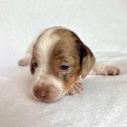 Boy 1 - Dapple male Dachshund puppy in Hollidaysburg, Pennsylvania from Weenie Bros