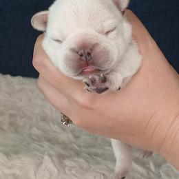 French Bulldog Puppies from Diamond Dreams French Bulldogs