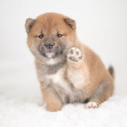 Girl 1 - Red female Shiba Inu puppy in Neosho, Missouri from Sunny Terrace Shibas