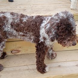 Cockapoo, Double Doodle, Goldendoodle, Poodle, and Shihpoo All Grown Up from Peace, Love, and Puppies at the Creek