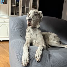 Moon - Merle female Great Dane puppy in Ider, Alabama from Sand Mountain Danes LLC