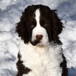English Springer Spaniel Puppies from Timberwood English Springer Spaniels