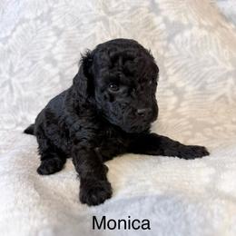 Monica - Black female Poodle puppy in Cartersville, Georgia from Alpha Tiny Paws