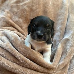 Carl dean - Piebald male Dachshund puppy in Dobson, North Carolina from Oakleys Dachshund Haven