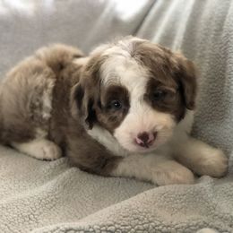 Aussiedoodle Puppies from Ohana Companions