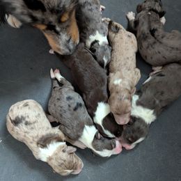 Aussiedoodle puppies from Ridgeview Aussiedoodles