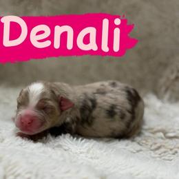 Denali - Red merle female Miniature Australian Shepherd puppy in South Central, Pennsylvania from Windy Hills Mini Aussies & Doodles