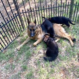 German Shepherd puppies from Double A German Shepherds