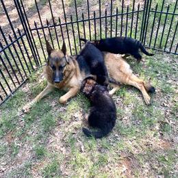 German Shepherd puppies from Double A German Shepherds