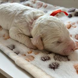 Doc - Red and white male Cockapoo puppy in Adrian, Oregon from ApplebyFarm