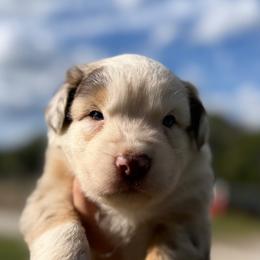 Jasper - Red merle male Australian Shepherd puppy in Orlando, Florida from Skaky Shepherds