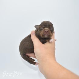 Bon-Bon- TINY - Chocolate and tan female Chihuahua puppy in Bulls Gap, Tennessee from Smokey Mountain Chihuahuas