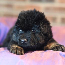 Reba - Black and red German Shepherd puppy in Columbus, Indiana from Stony Lonesome GSD