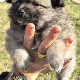 Pomeranians from Blaylock's Pomeranian Puppies