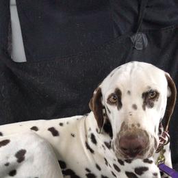 Bexley - Dalmatian