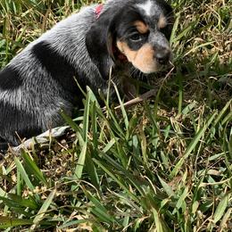 Beagle Puppies from Southern Skye Farm