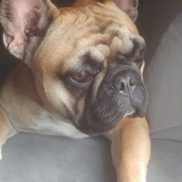 French Bulldogs from Beverly Klein's French Bulldogs