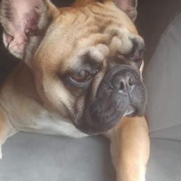 French Bulldogs from Beverly Klein's French Bulldogs