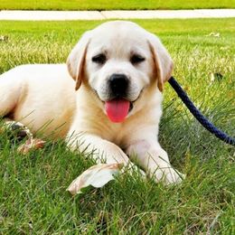 Labrador Retriever Puppies from Blackwoods Labradors
