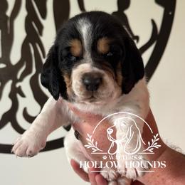 Faye - Black white and brown female Basset Hound puppy in Richmond, Kentucky from Walters Hollow Hounds