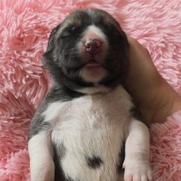Stripped Collar - Fawn female Turkish Boz Shepherd puppy in Steamboat Springs, Colorado from Emerald Mtn Ranch LLC