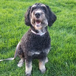 Ruth - Bernedoodle