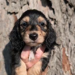 Sugar PET ONLY - Black and cream female Dachshund puppy in Unadilla, Georgia from Hamsley's Puppy Palace