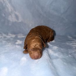 Woody - Red  male Goldendoodle puppy in Springfield, Tennessee from BK3 Miniature Goldendoodles
