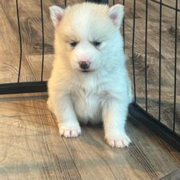 Lulu - White female Pomsky puppy in Mount Washington, Kentucky from My Perfect Pomsky Pet