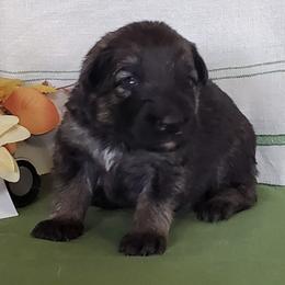 Black Girl - Gray sable female Shiloh Shepherd puppy in Caneadea, New York from Strauss Haus Shepherds