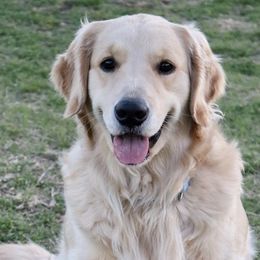 Golden Retrievers from Najmi Goldens