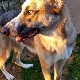 Julep - German Shepherd